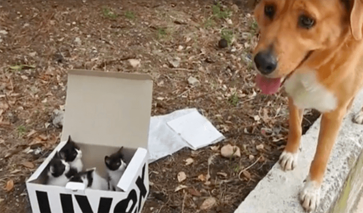 Dog Leads Rescuers To A Box Of Abandoned Kittens, Then Becomes The Best Foster Dad