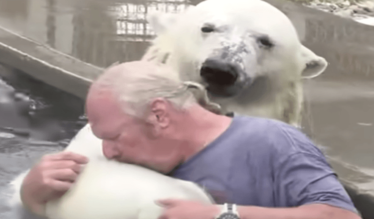 Man Swims With A White Polar Bear That He Had Raised For Over Two Decades