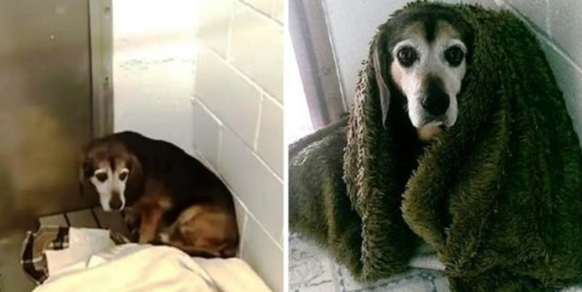 After 764 Days Apart, He Wonders If Missing Senior Dog Will Recognize Him Again