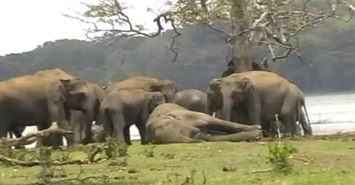 Final Farewell : Herd Of Elephants Gather To Pay Last Respects To Their Dying Leader