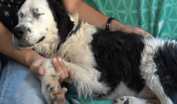 Sleepless-Dog Lay Beside Woman And Closed Her Eyes For 1st Time Since Rescue