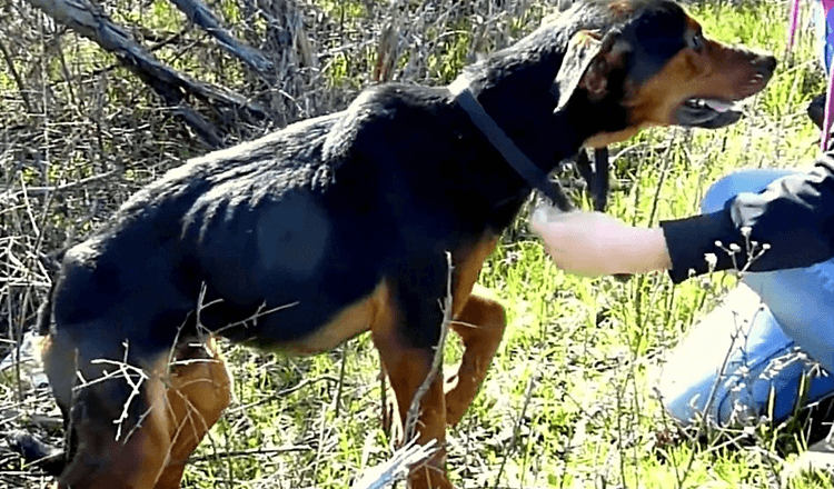 Dog With Broken Leg Senses The Woman Is Here To Help, So He Leaps Into Her Arms