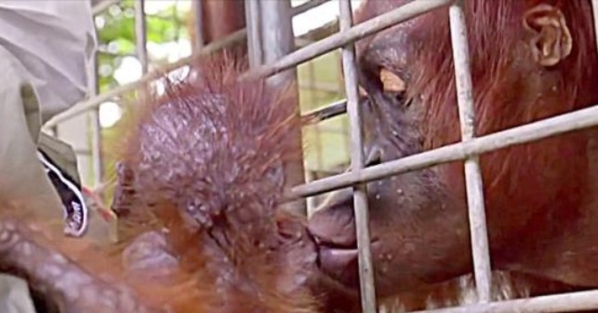 Workers Break Down In Tears As Mama Orangutan Reunites With Her Kidnapped Baby