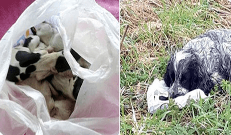 Dog found by the road holding a plastic bag with her puppies