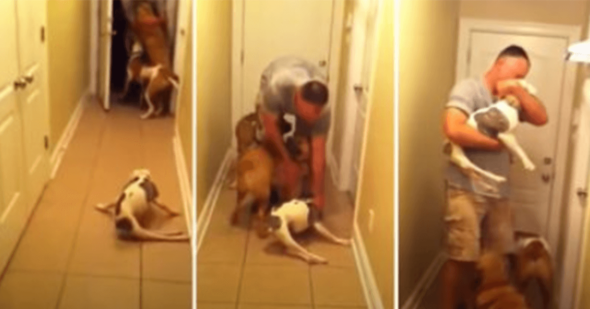 Paralyzed Dog Rushes To Welcome Her Soldier Dad Who Comes Home From Deployment