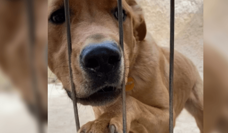 He cries with sadness and refuses to eat after being returned only 3 days after being adopted