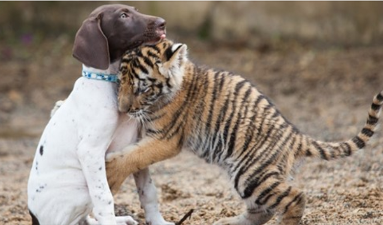 Tiger Cub Rejected by its Mother Finds a Best Friend in a Puppy