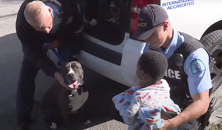 Stray Pit Bull Protects Missing Toddler Until He Gets Home Safely