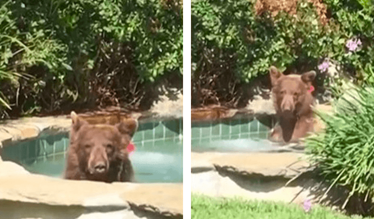 Man Finds Bear Sitting In Jacuzzi Drinking From His Cup Then Naps