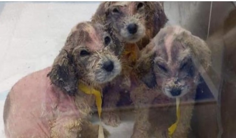 A Man Found Six Abandoned Hairless Puppies And No One Could Tell They’re Great Pyrenees