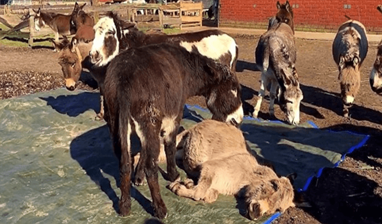 Donkey Sees His Friend Lying Dead And Cries Out Loudly Begging Him To Wake Up