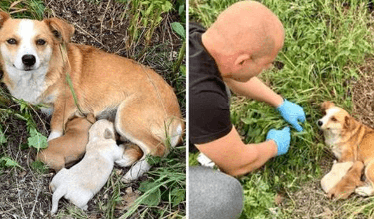 Dog Mom Abandoned With Puppies Still Waited For Her Owner Days After Being Left