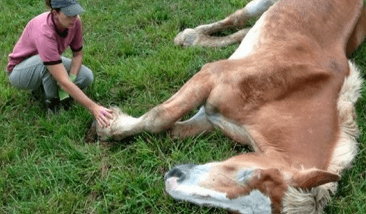 A 30-Year-Old Horse Was Abandoned After Years Of Abuse