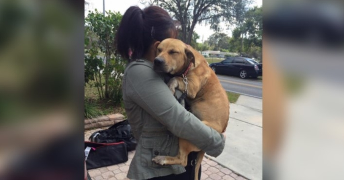 Traumatized Dog Can’t Stop Clinging To Her Rescuers