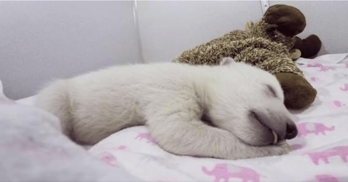 Abandoned Baby Polar Bear Sleeping With A Stuffed Animal Makes Cute Sounds