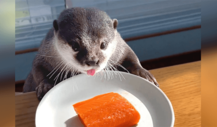 Chubby Otter On A Diet Gets A Salmon Treat For Cheat Day And It’s The Cutest Thing