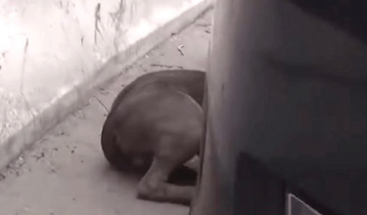 Scared Stray Pittie Didn’t Know Where To Turn, Hid From His Fears Under A Car