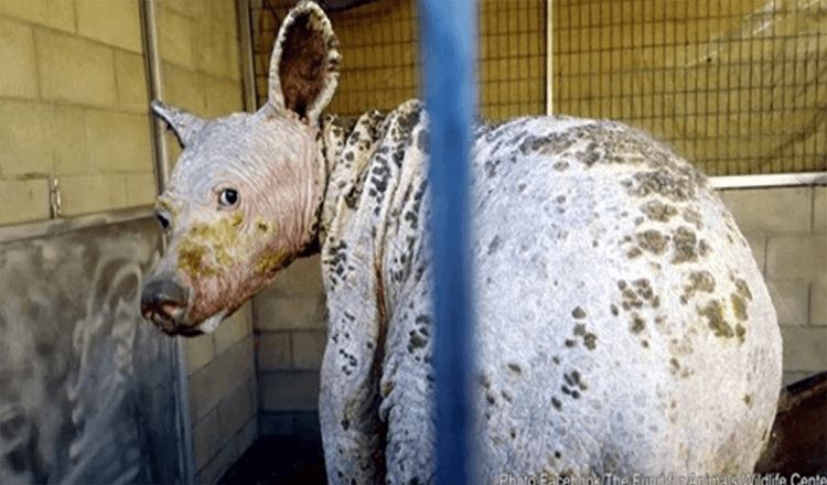 Young Bear With Severe Mange Found In California Digging Through Trash