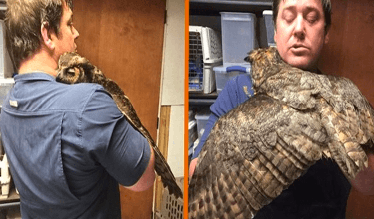 Owl Can’t Stop Hugging Man Who Saved Her After Being Run Over By Car