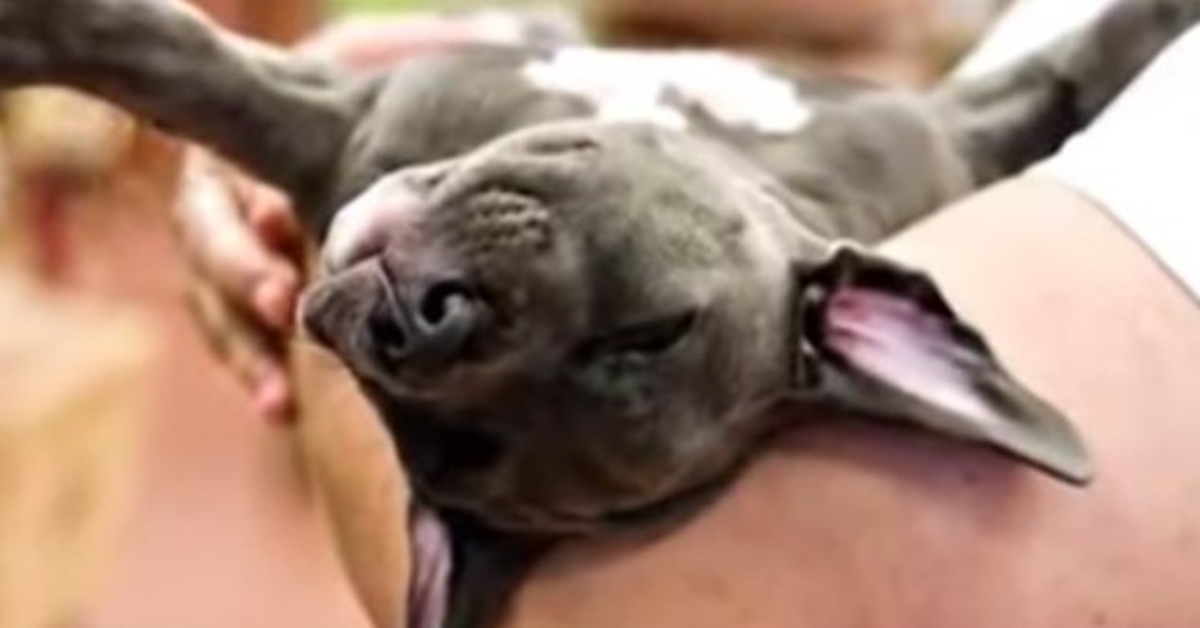 Puppy Born Different Was Unwanted By Her Family, Owner Tosses Her In Trash Can