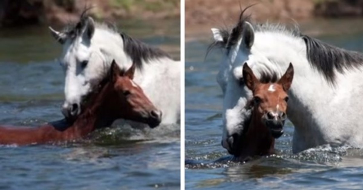 Heartwarming moment wild horse saves young filly from drowning