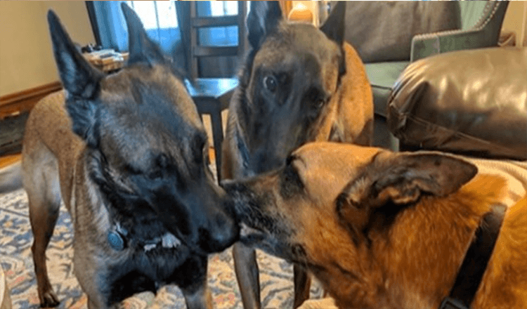 Dogs Give Their Brother Kisses Just Before Saying Their Final Goodbyes