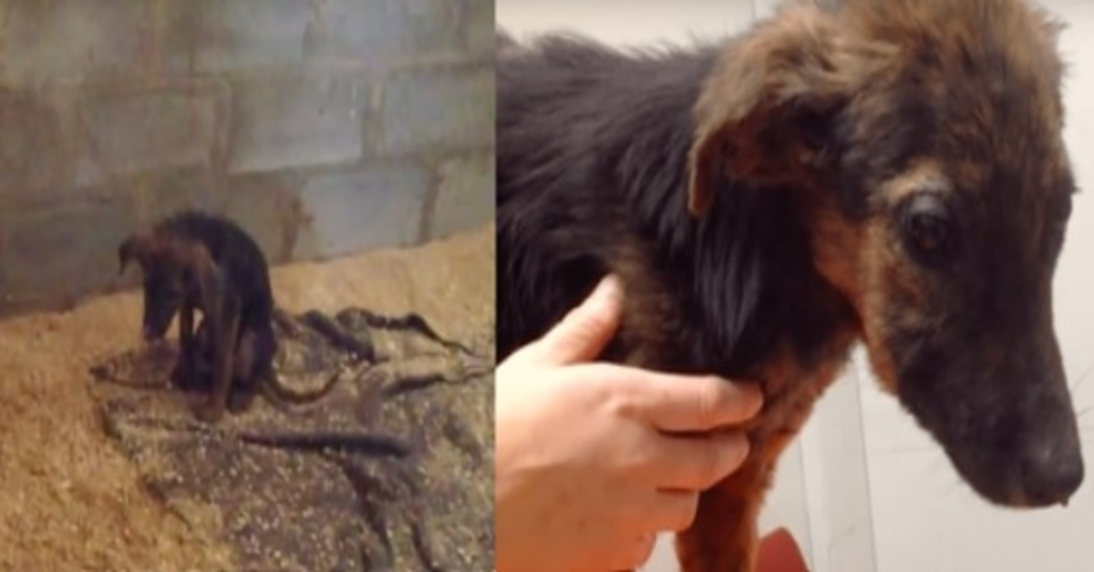 Owner Brings Puppy To Be Euthanized For “Not Playing”, Rescuers Were Able To Intervene Quickly