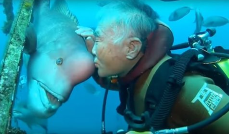 Japanese Diver Keeps Visiting His Best Friend Fish For Over 25 Years