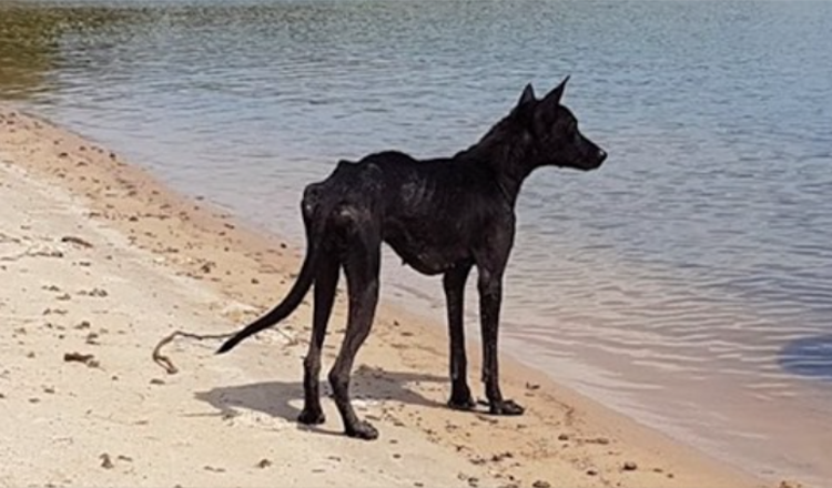 Man On Cruise in Amazon Jungle Finds Dog On Deserted Island