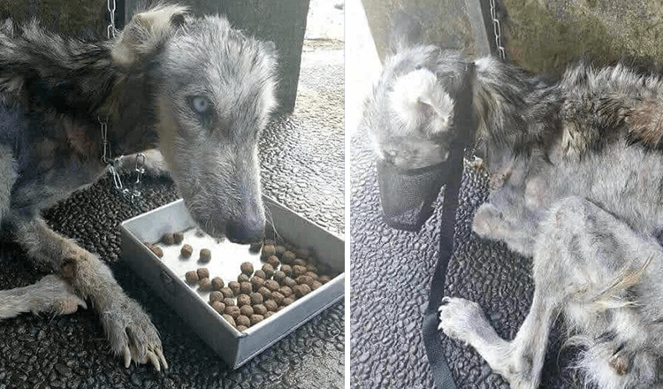 Guy Finds Abandoned Skin and Bones Husky And Helps It Recover